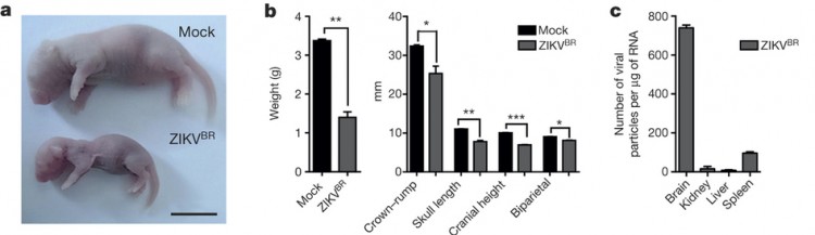 a, SJL pups born with IUGR. Scale bar, 1 cm. b, Total body weight, crown–rump and skull measurements in pups born from infected animals (n = 6 pups, comprising 3 mice from 2 separate litters; error bars, s.e.m.; t-test, **P < 0.01). c, ZIKVBR RNA detected in SJL pup tissues (n = 6 pups, comprising 3 mice from 2 separate litters; error bars, s.e.m.; t-test)